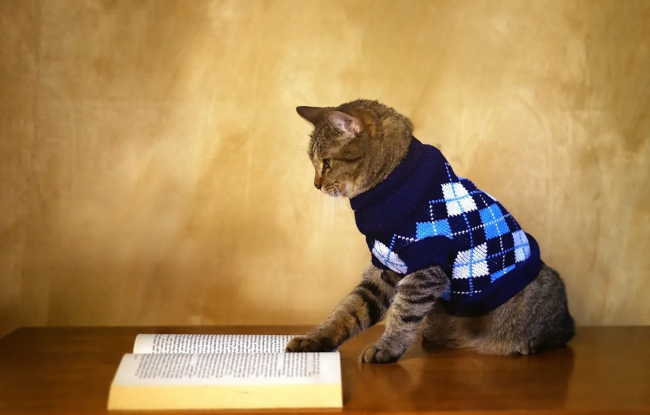 Фото обои осень, кот, тепло, стол, серый, стена, книга, кофта