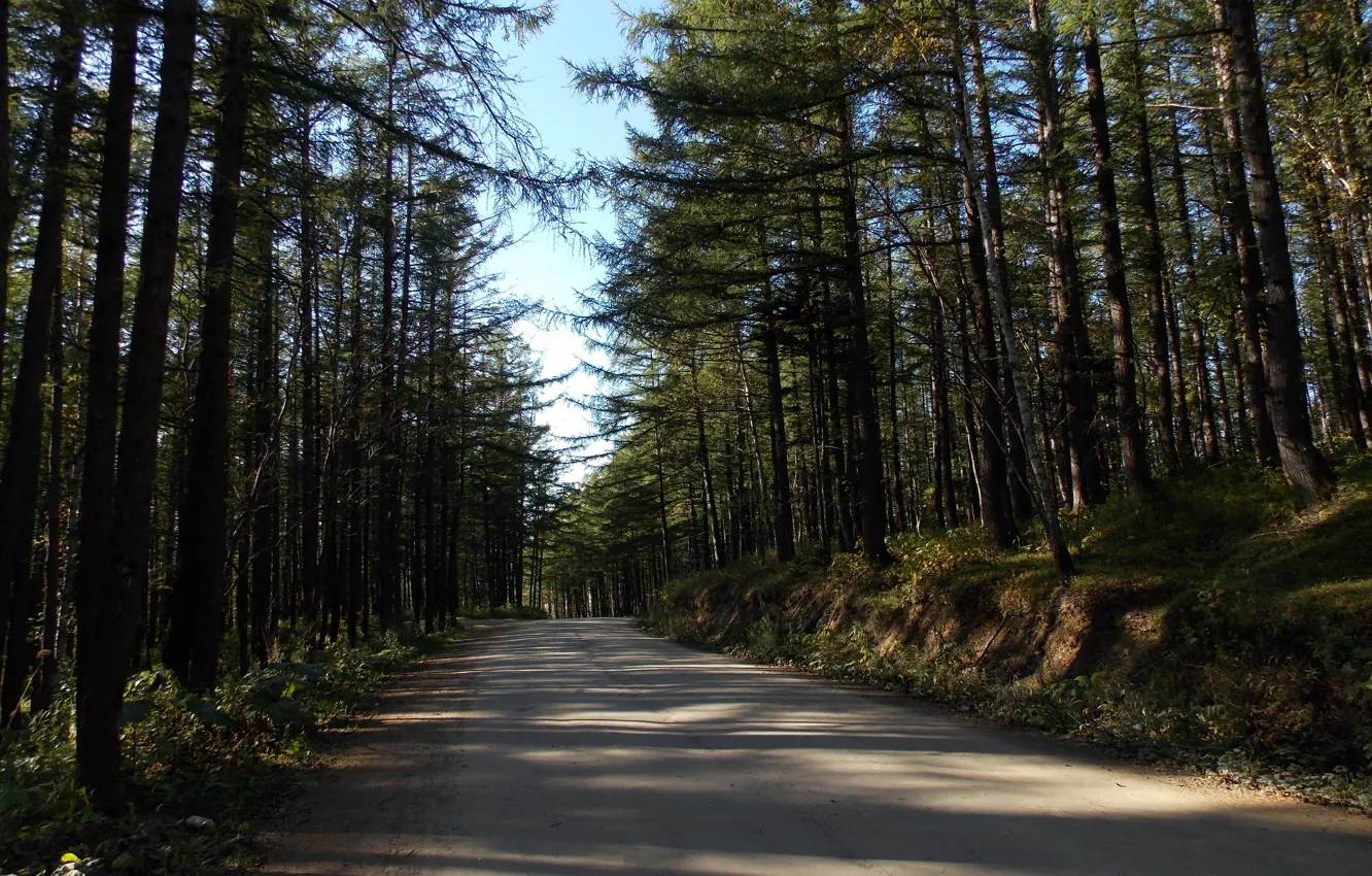 Фото обои дорога, лес, солнце, свет, Сахалин