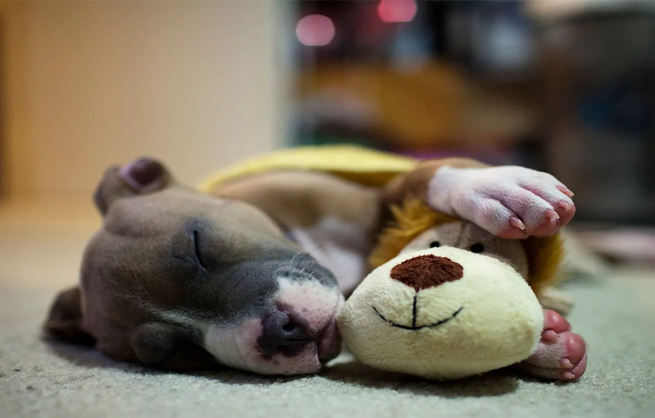 Фото обои отдых, игрушка, сон, собака