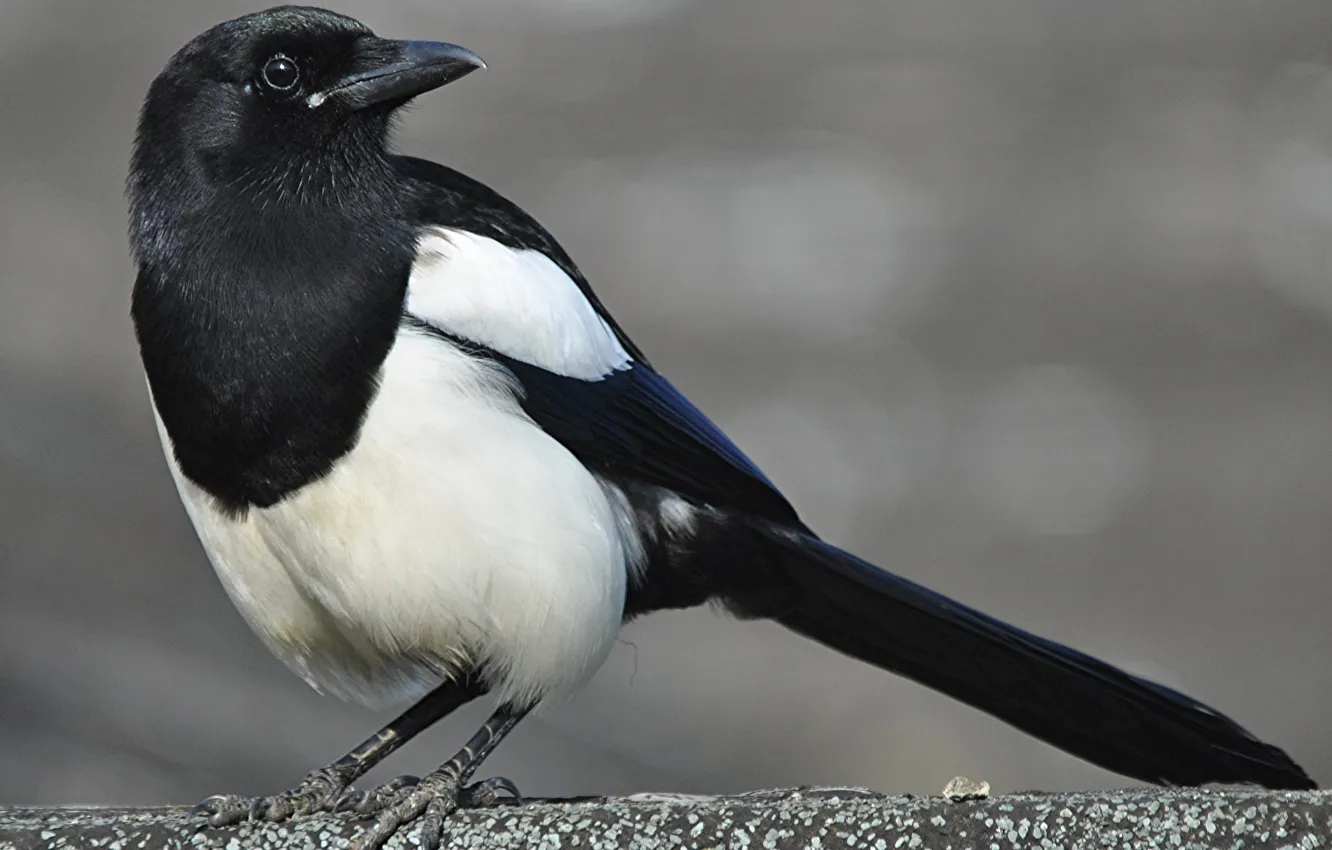 Фото обои птица, клюв, хвост, сорока