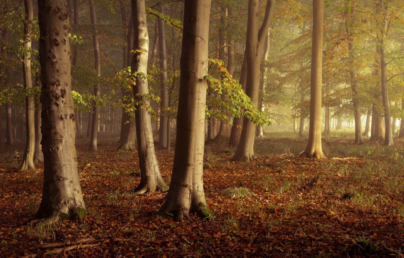 Фото обои autumn, leaves, fog, autumn colors, sunlight, mist, fall, foliage