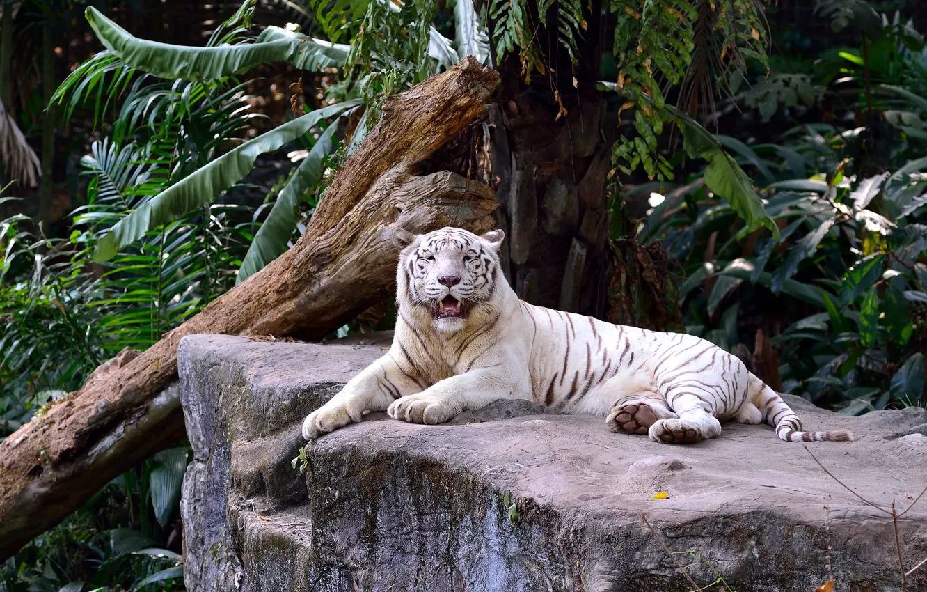 Фото обои кошка, отдых, листва, камень, коряга, белый тигр