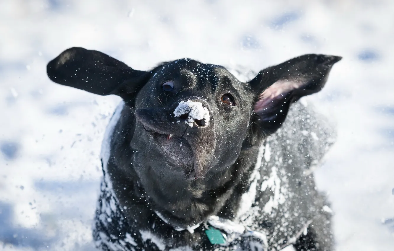 Фото обои взгляд, друг, собака
