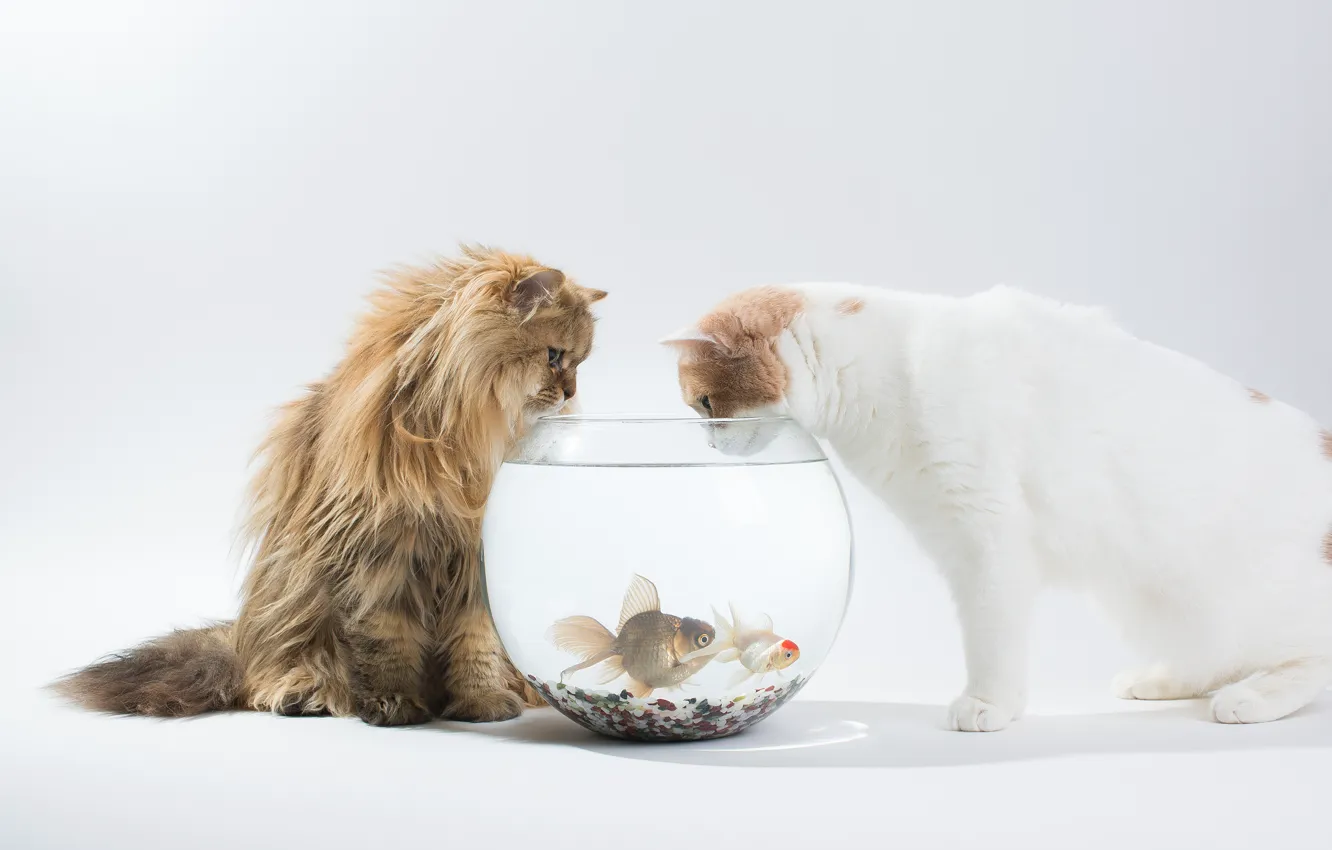 Фото обои рыбки, кошки, интерес, аквариум, Daisy, Ben Torode, Hannah, Benjamin Torode