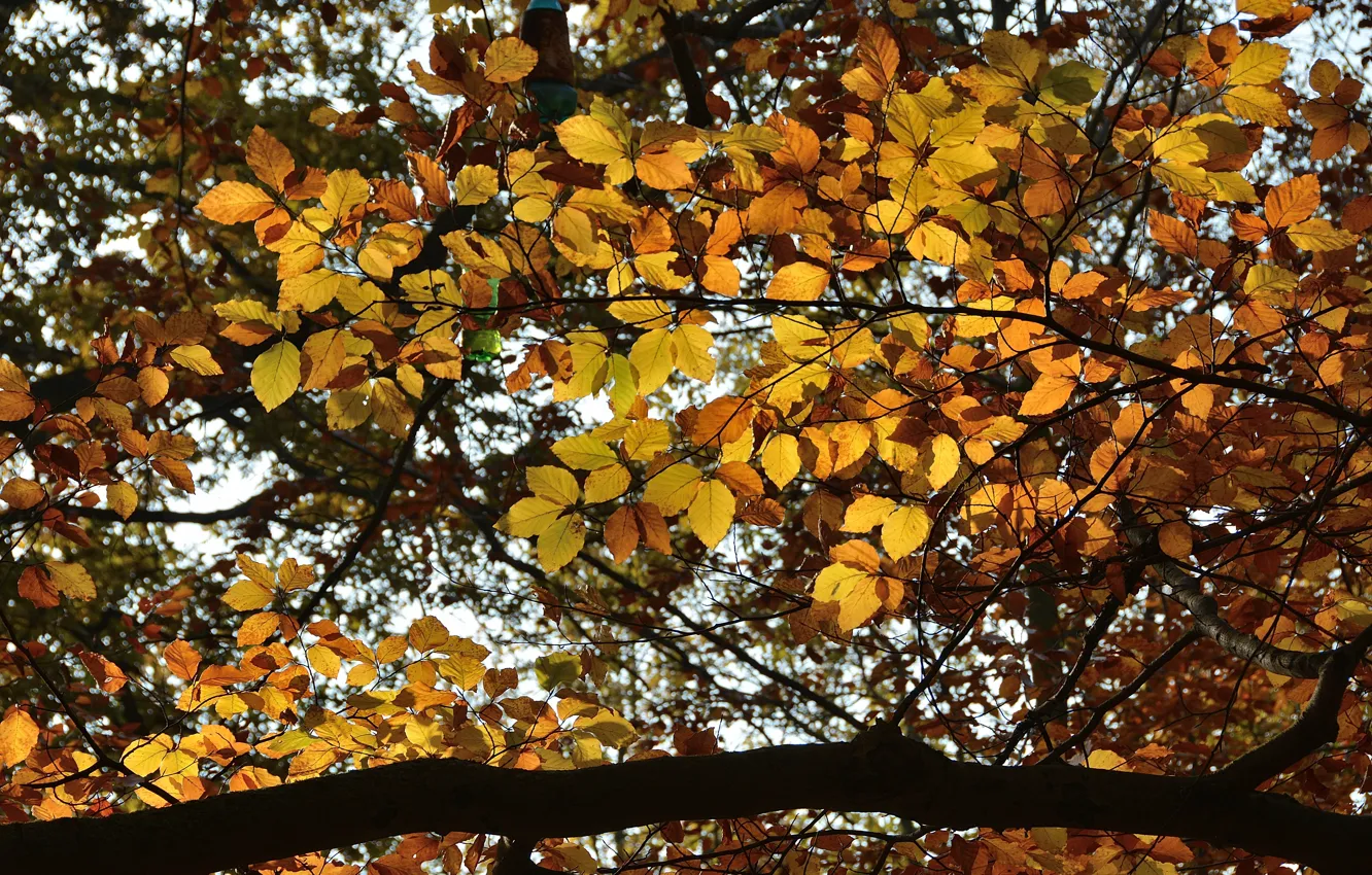 Фото обои Осень, Деревья, Ветви, Fall, Листва, Autumn, Trees, Leaves