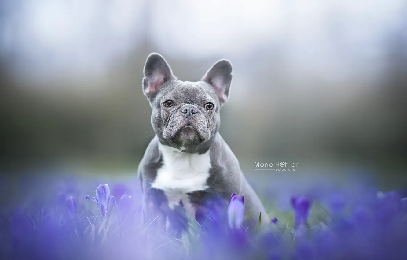 Фото обои взгляд, цветы, фон, собака, мордашка, пёсик, Французский бульдог