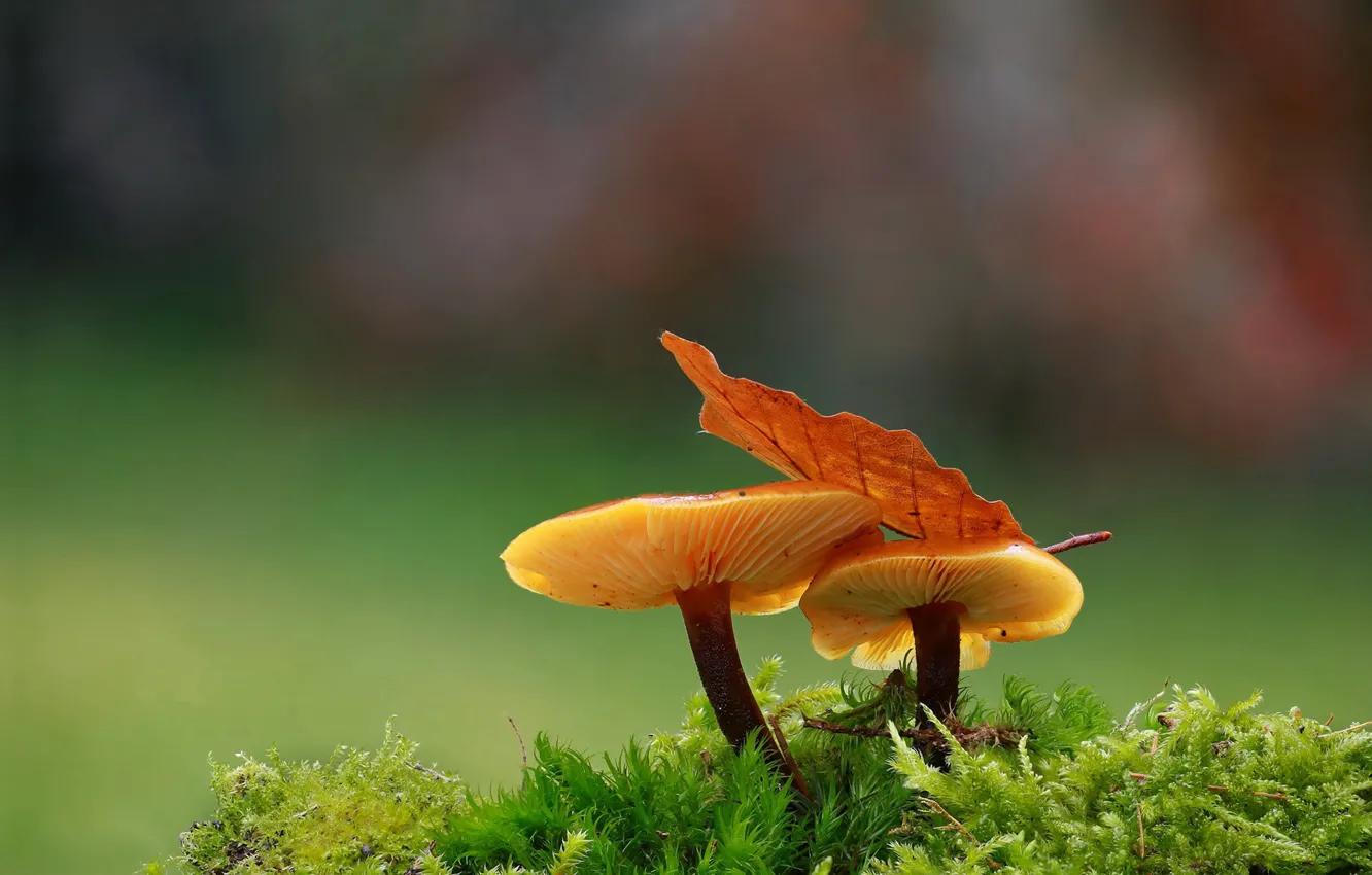 Фото обои макро, фон, грибы, мох, листик