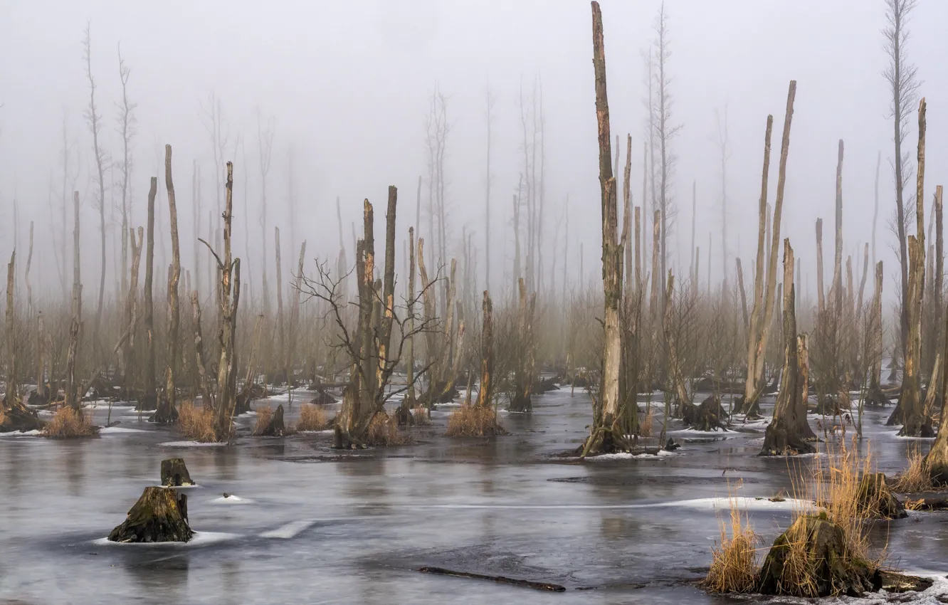 Фото обои лес, природа, туман