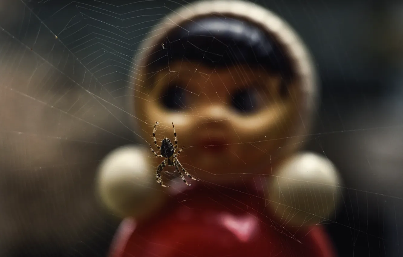 Фото обои игрушка, паутина, паук, Неваляшка