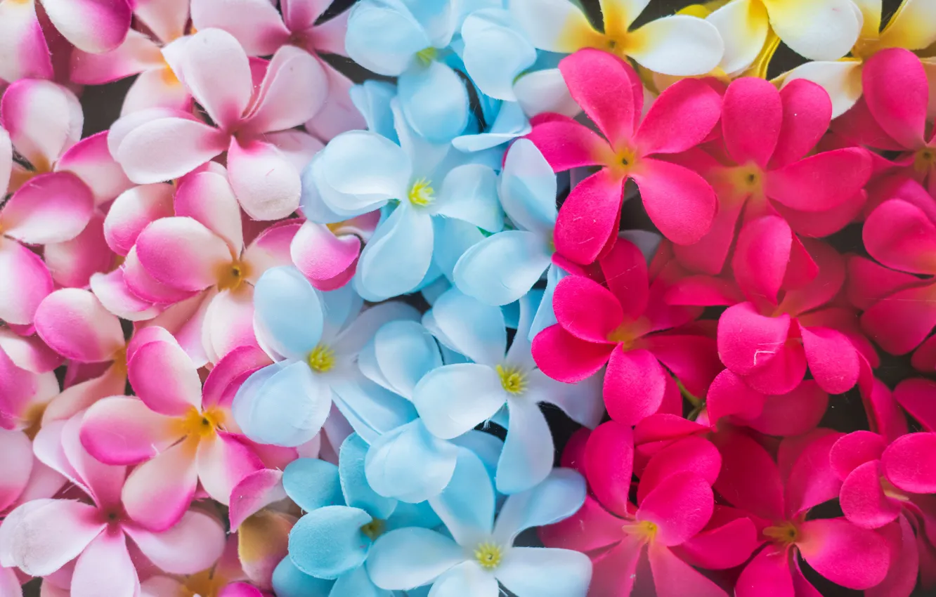 Фото обои цветы, colorful, pink, flowers, плюмерия, plumeria