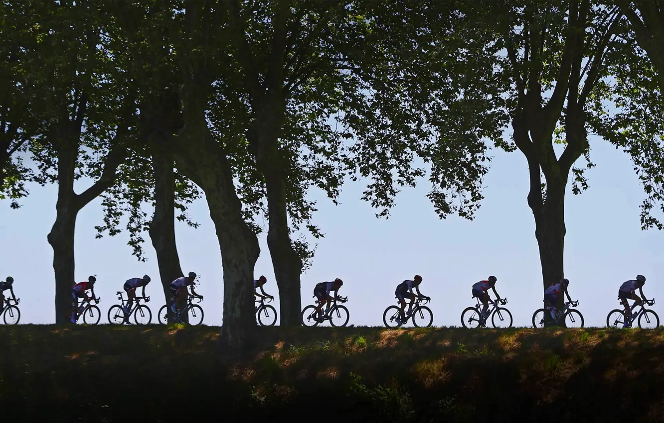 Фото обои деревья, силуэт, велоспорт, 2016, Тур де Франс, многодневная гонка