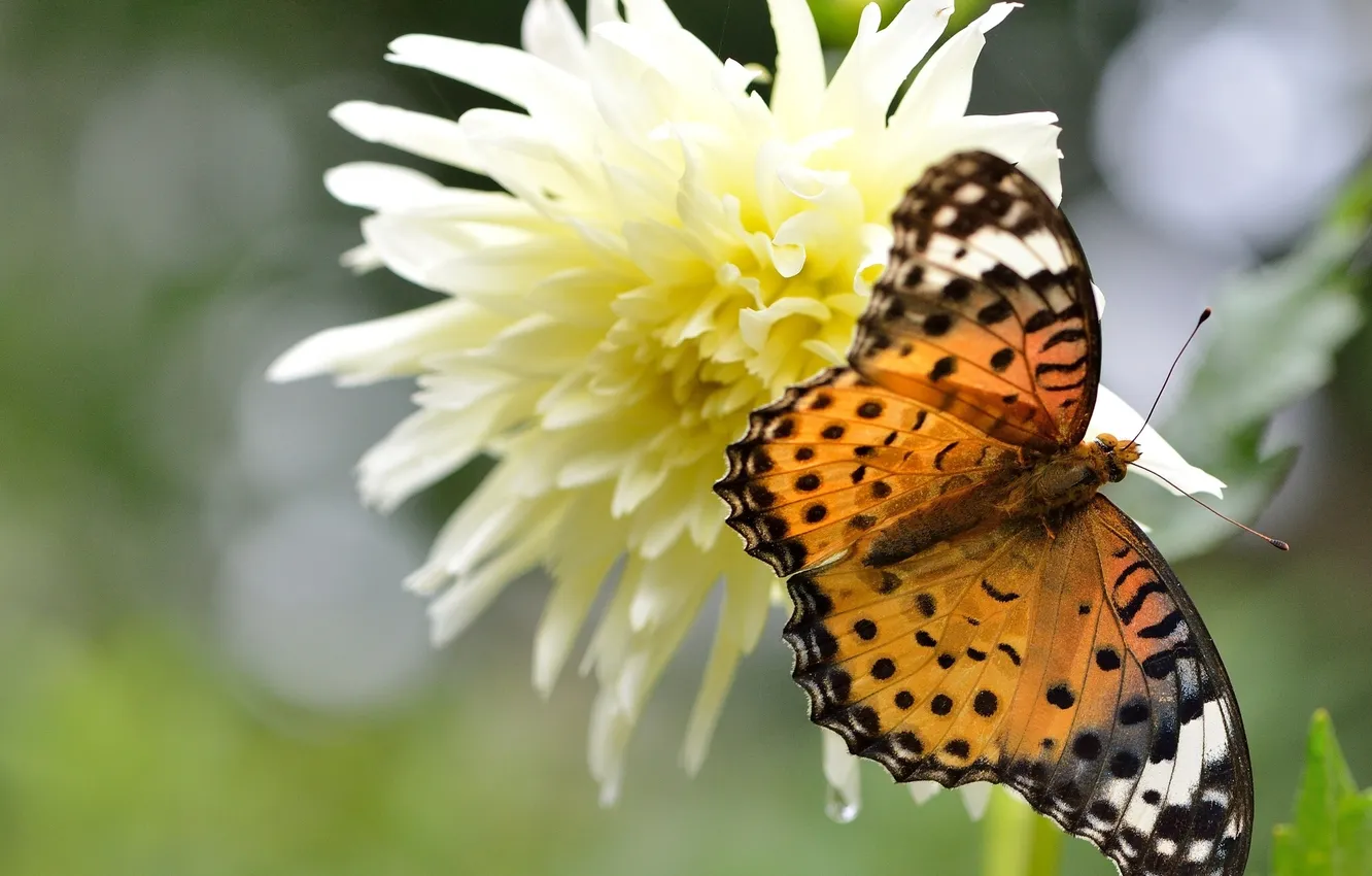 Фото обои цветок, макро, бабочка, георгина, Аргирей