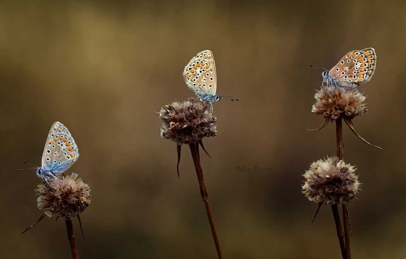 Фото обои бабочки, крылья, размытость, три, цветки