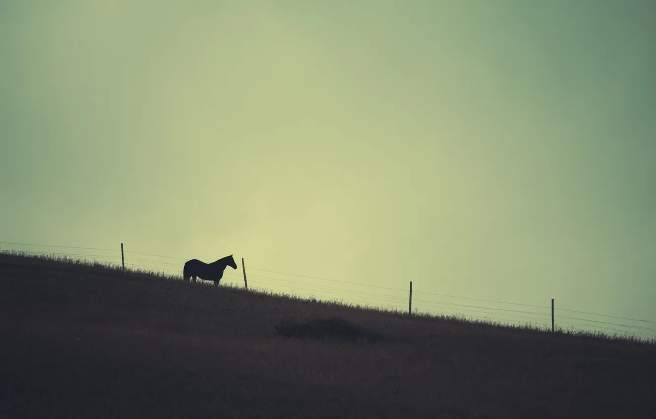 Фото обои небо, лошадь, забор, фермы