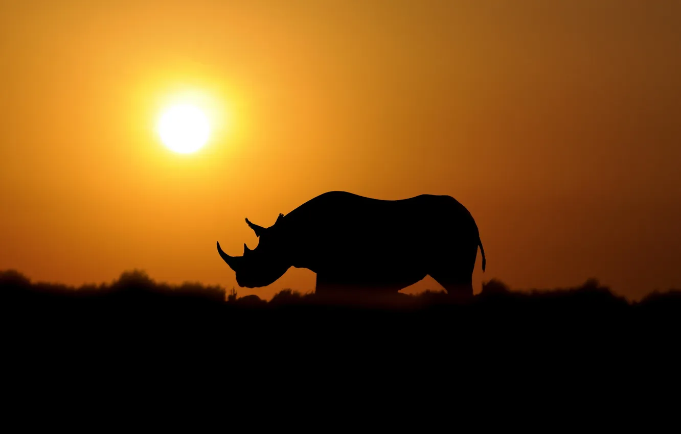 Фото обои закат, природа, носорог