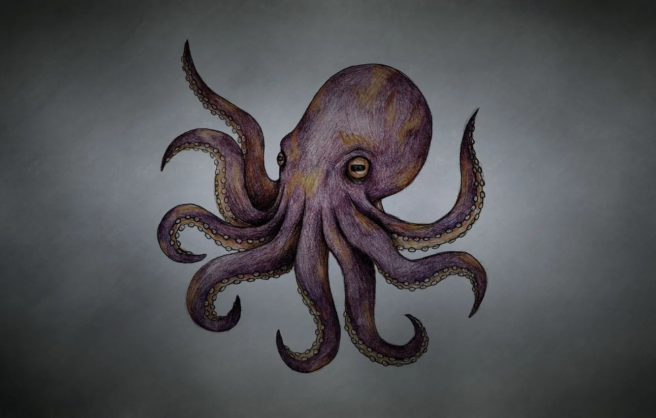 Фото обои осьминог, щупальца, octopus, темноватый фон