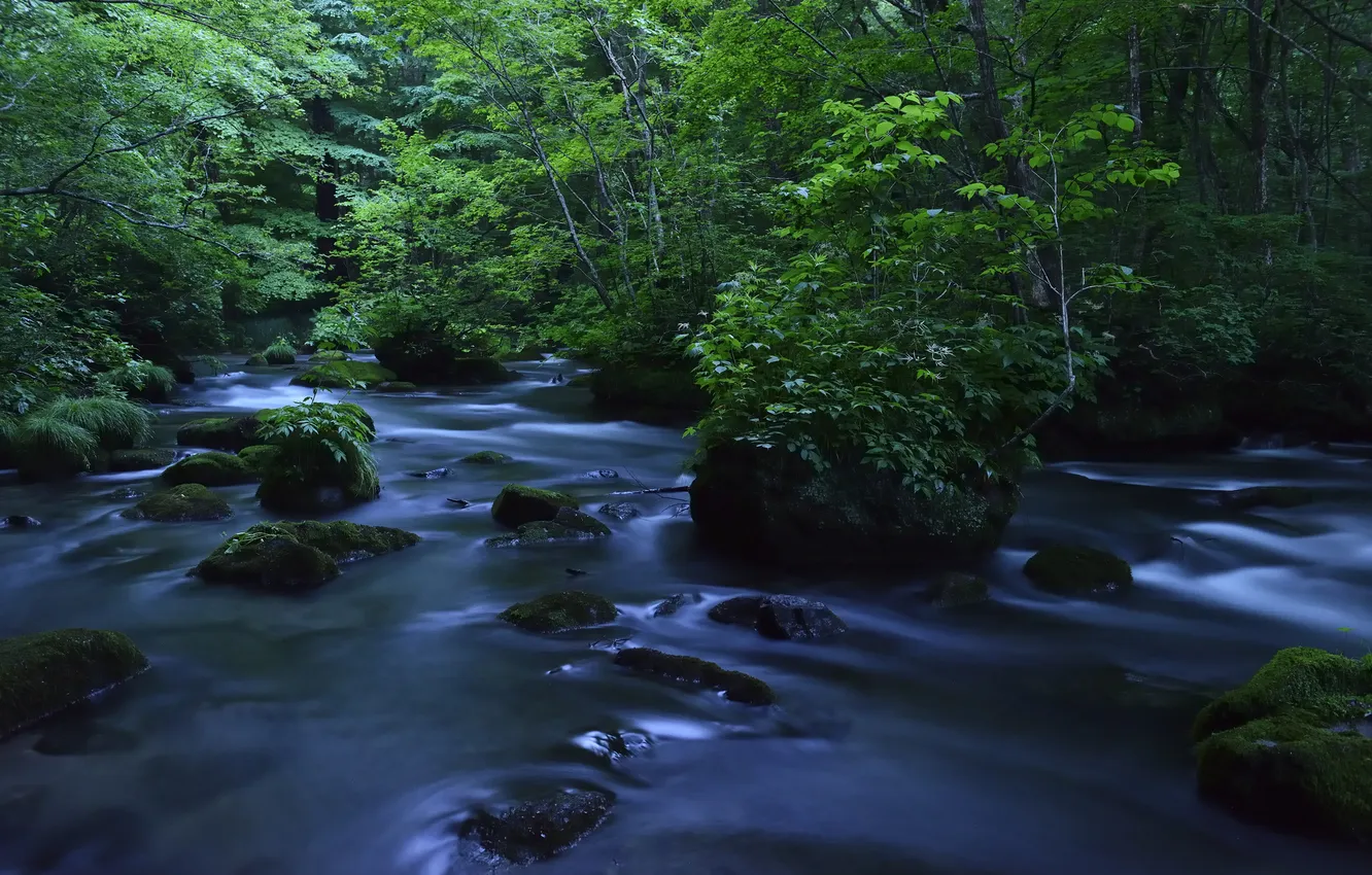Фото обои лес, река, камни