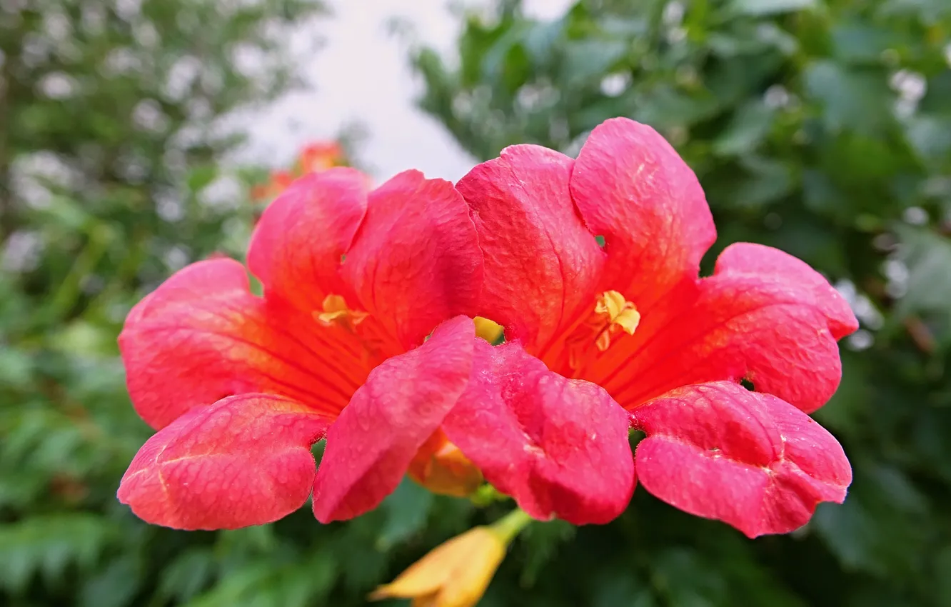 Фото обои red, flowers, macro