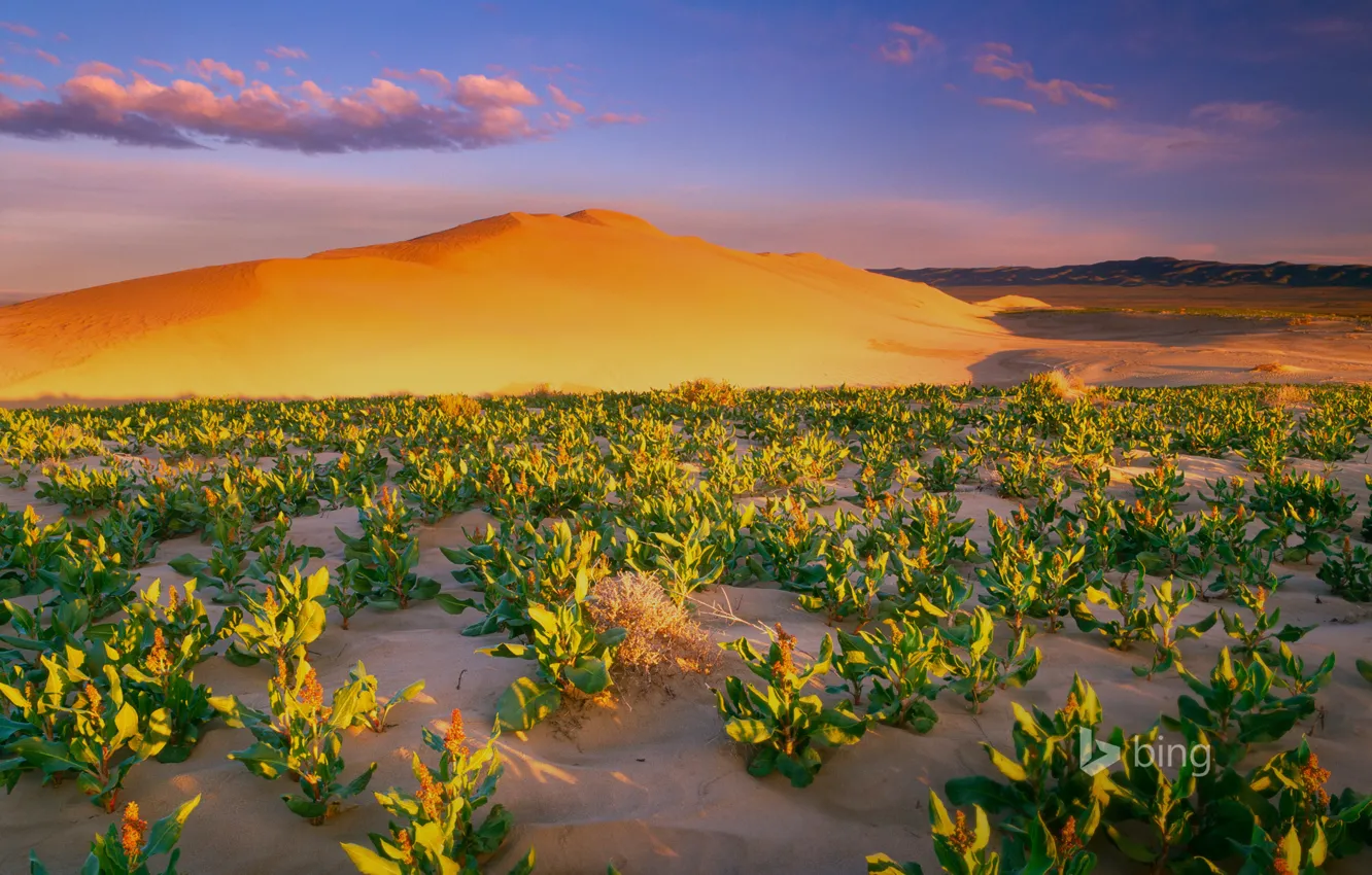 Фото обои песок, растения, бархан, США, штат Вашингтон, Hanford Reach National Monument