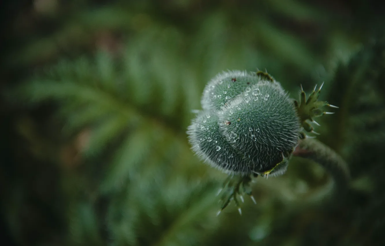 Фото обои зелень, природа, бутон, колючка, колючий шар