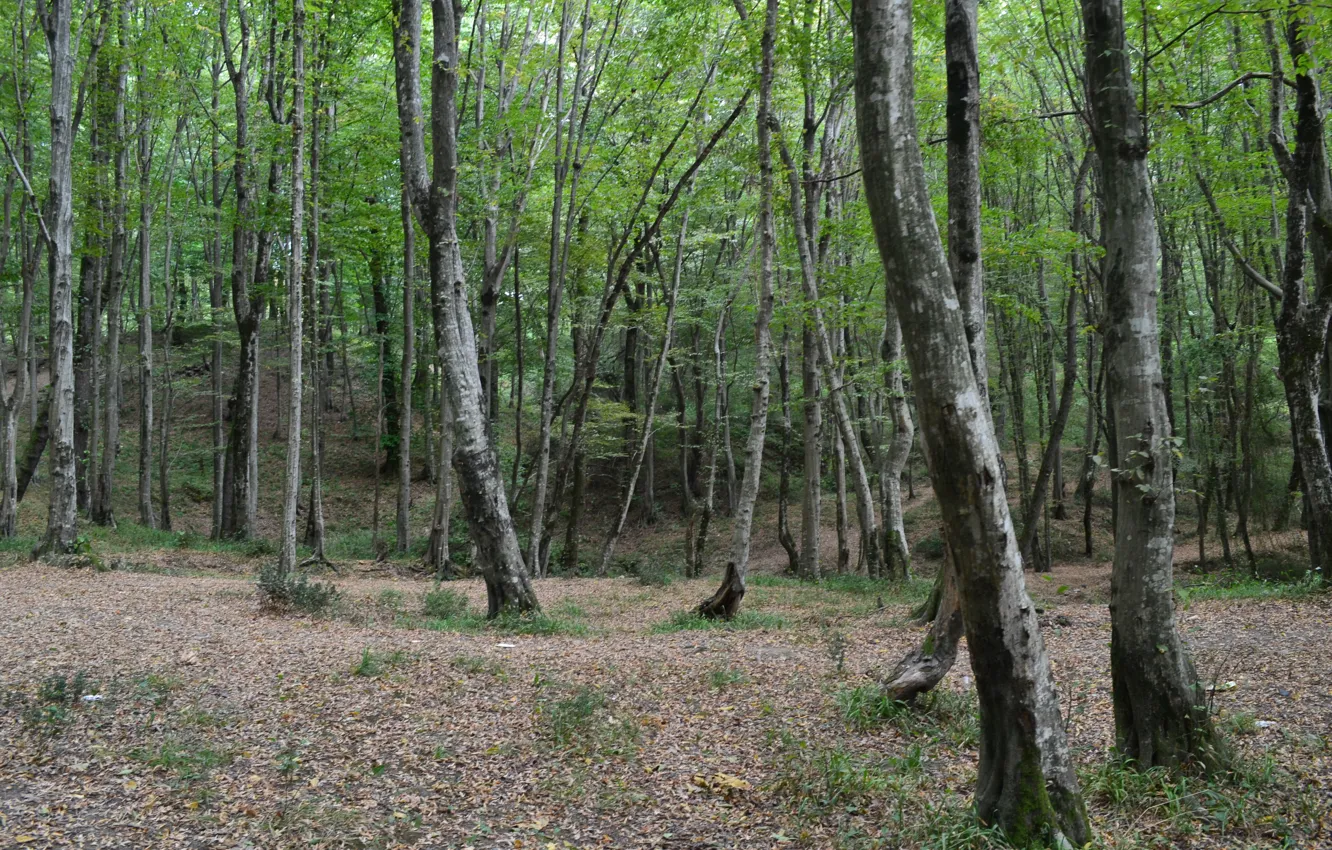 Фото обои лес, деревья, начало осени