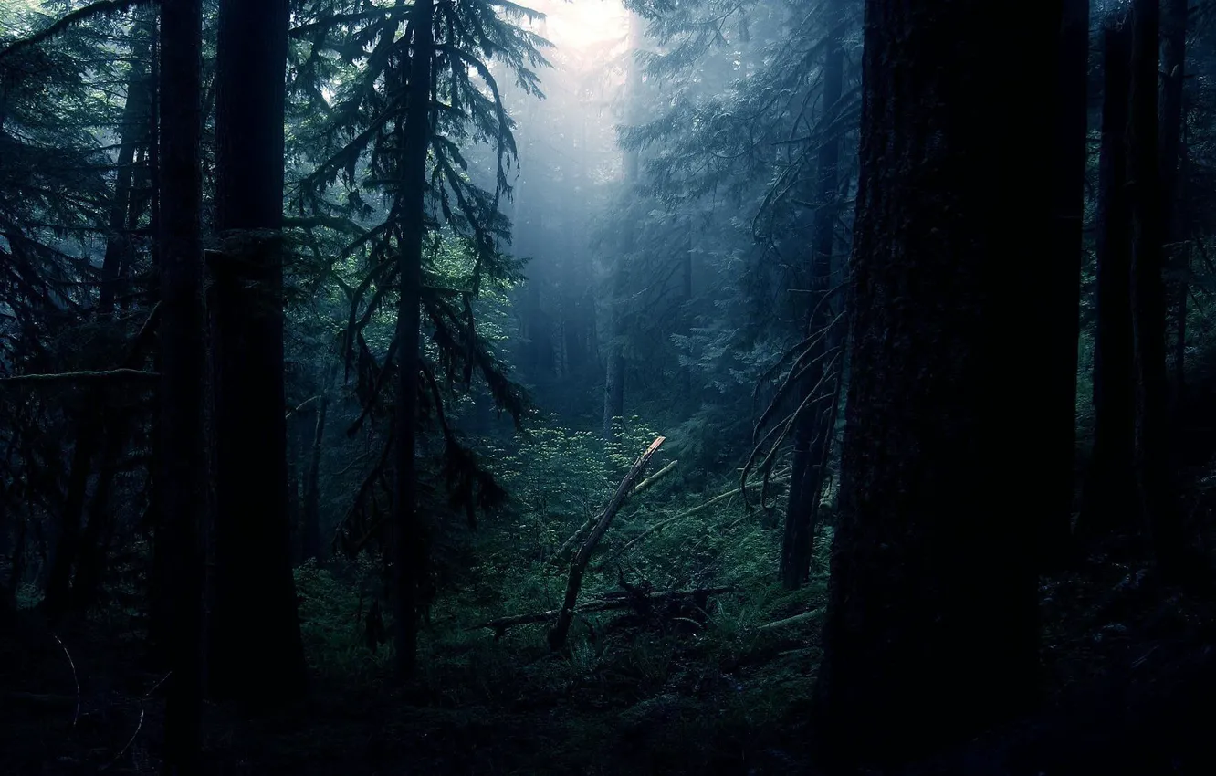 Фото обои лес, свет, ночь