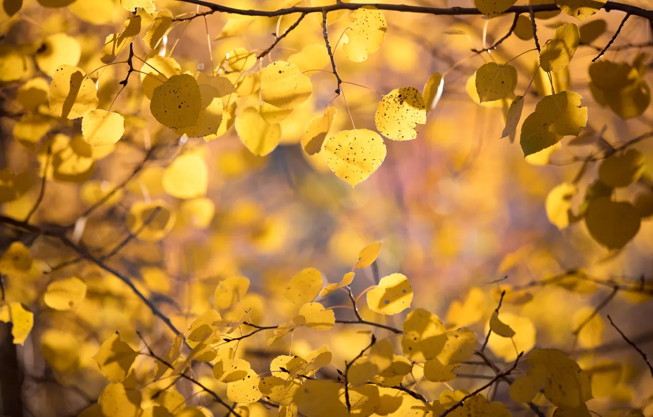 Фото обои осень, листья, ветки, осина