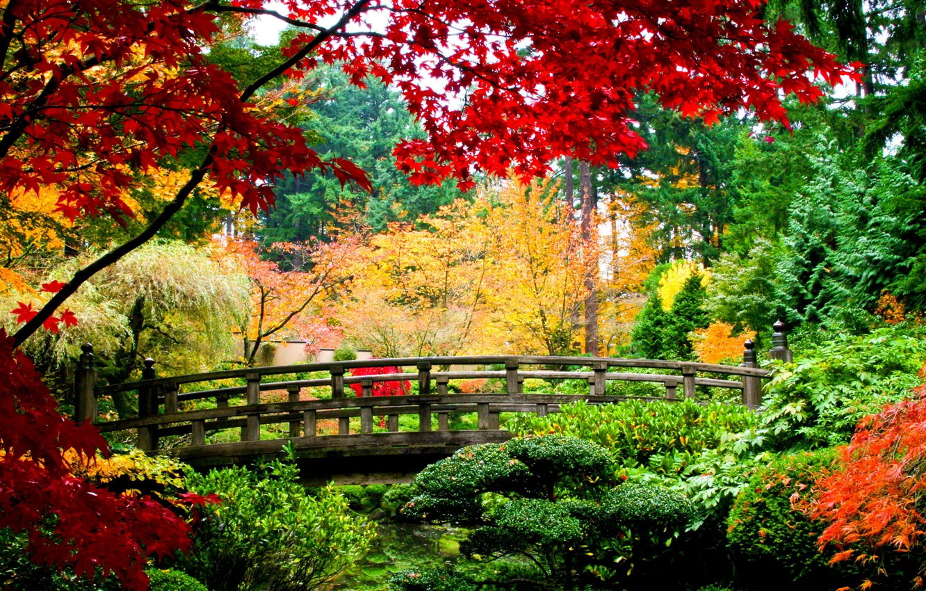 Фото обои осень, листья, деревья, мост, природа, желтые, зеленые, красные