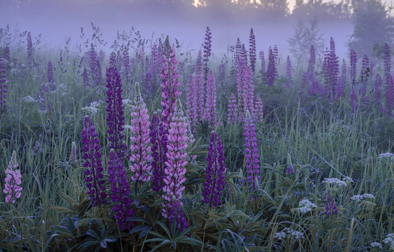 Фото обои трава, цветы, природа, туман, утро, люпины, Елена Гусева