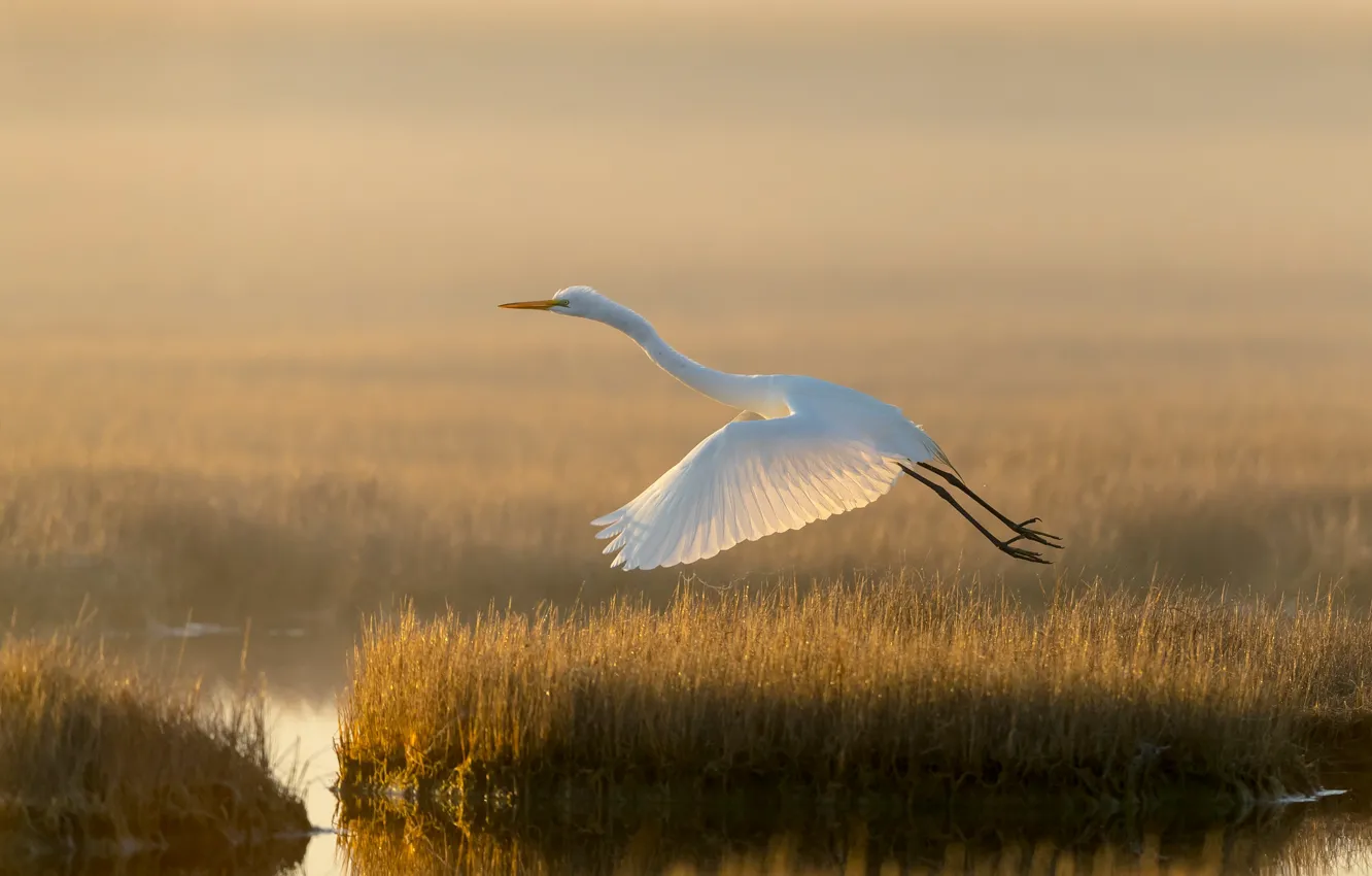 Фото обои свет, озеро, птица, болото, белая цапля
