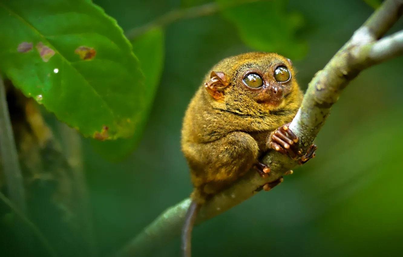 Фото обои глаза, ветка, примат, долгопят, tarsier