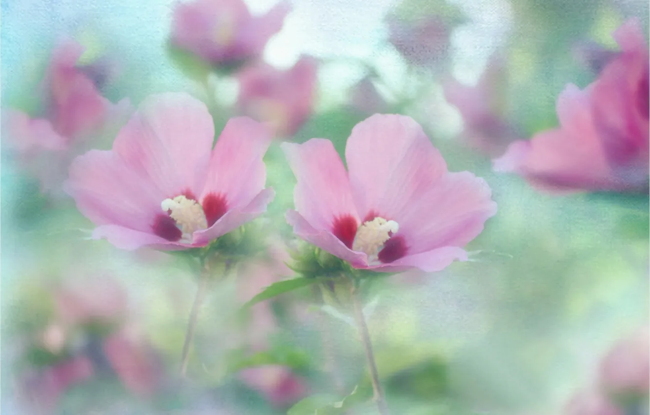 Фото обои цветы, текстура, розовые, мальва