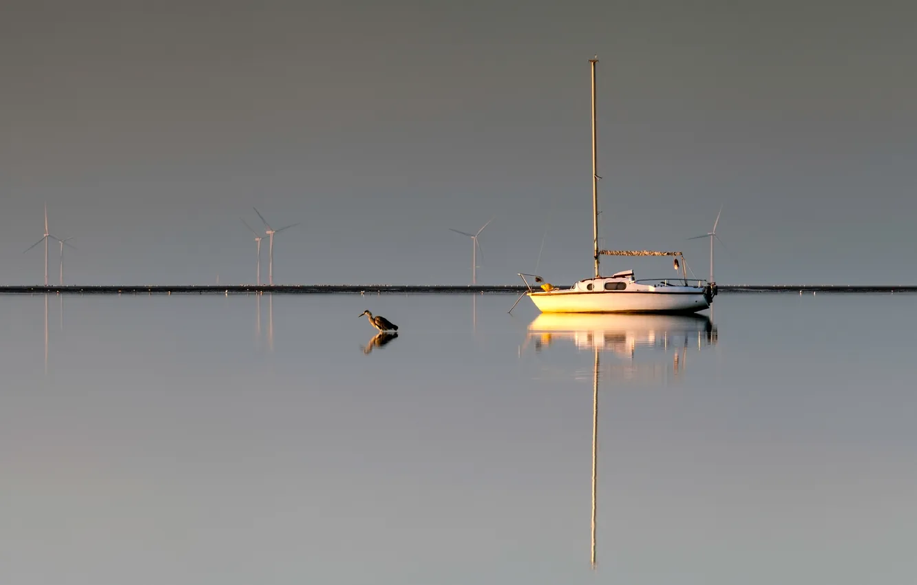 Фото обои небо, птица, лодка, утро, яхта, отлив, гавань, ветряная мельница