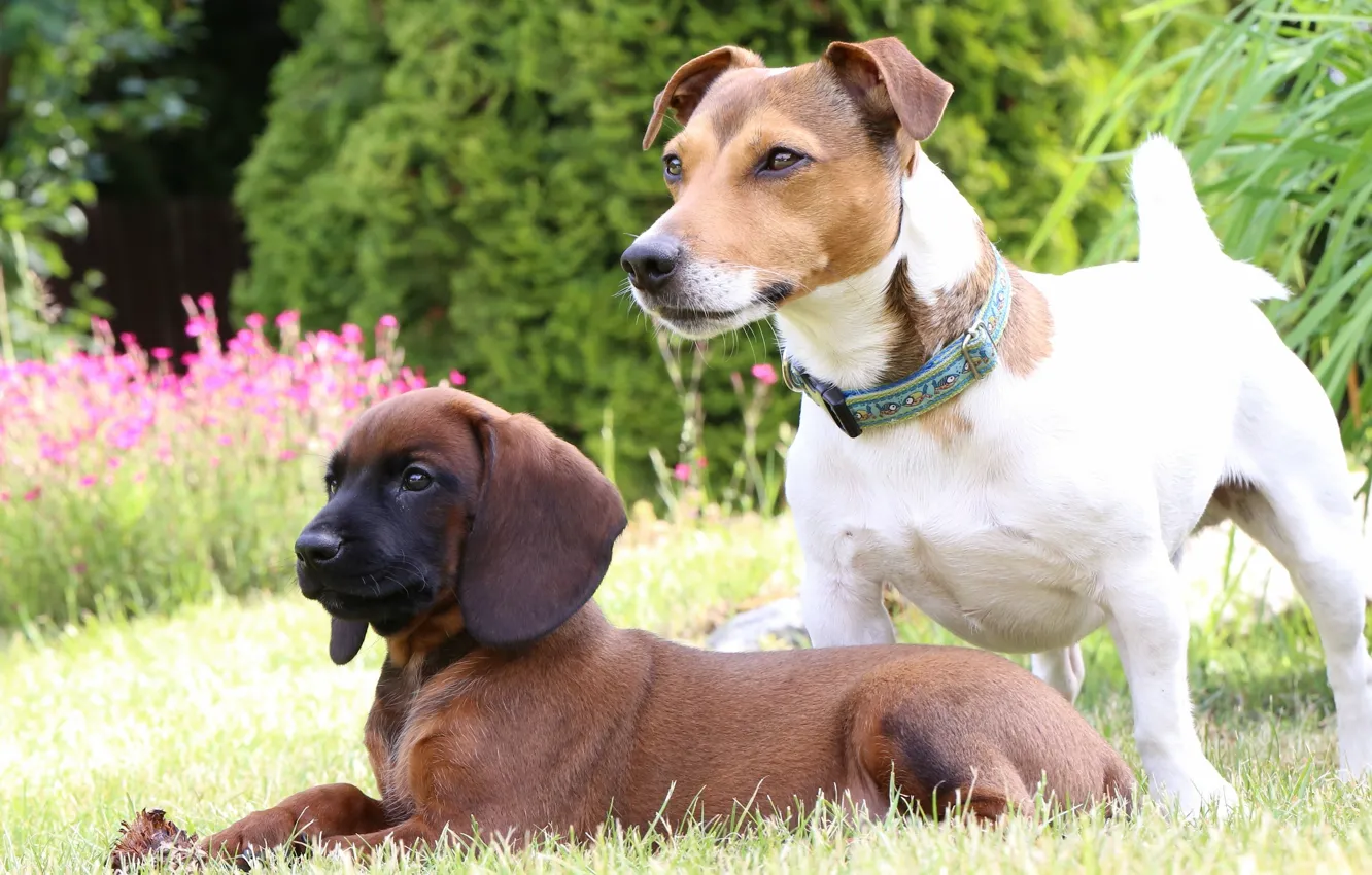 Фото обои собаки, щенок, лужайка, Джек Рассел Терьер, Баварская горная гончая
