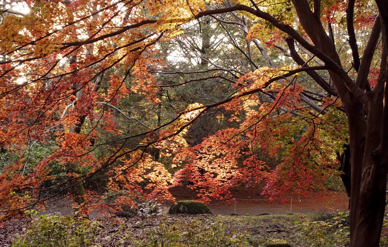 Фото обои Дерево, Осень, Япония, Japan, Fall, Tree, Autumn, Colors