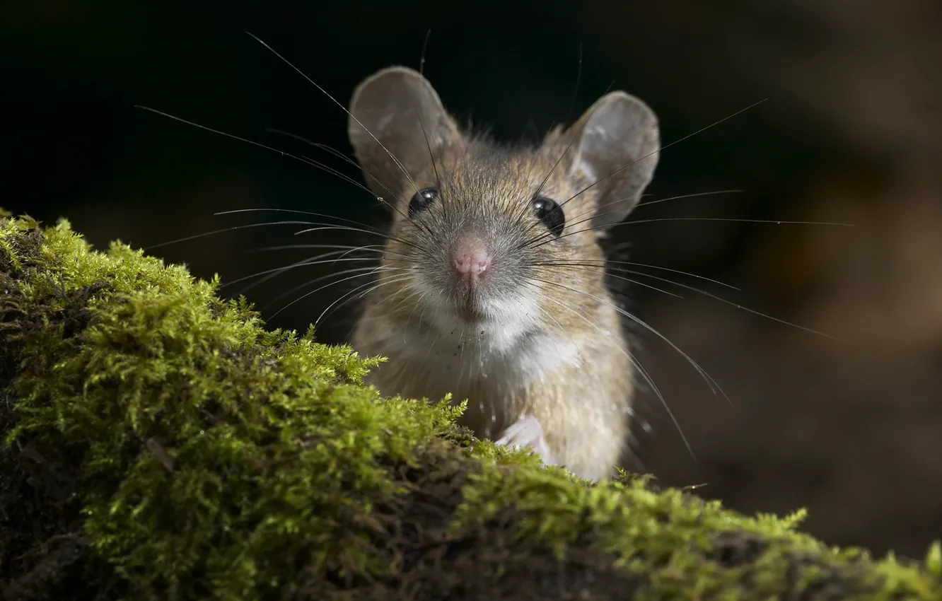 Фото обои макро, мох, мышь, мышка, мордочка, бревно, грызун