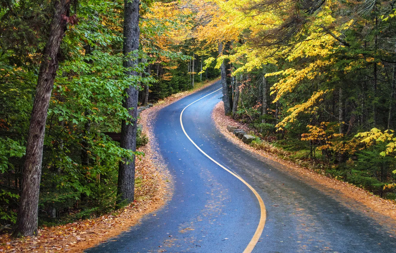 Фото обои forest, road, nature, autumn