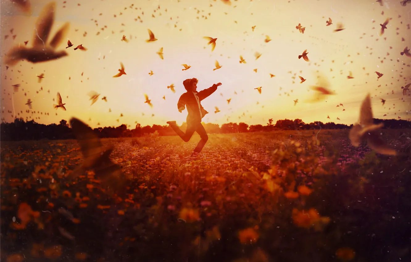 Фото обои поле, солнце, птицы, бег, парень