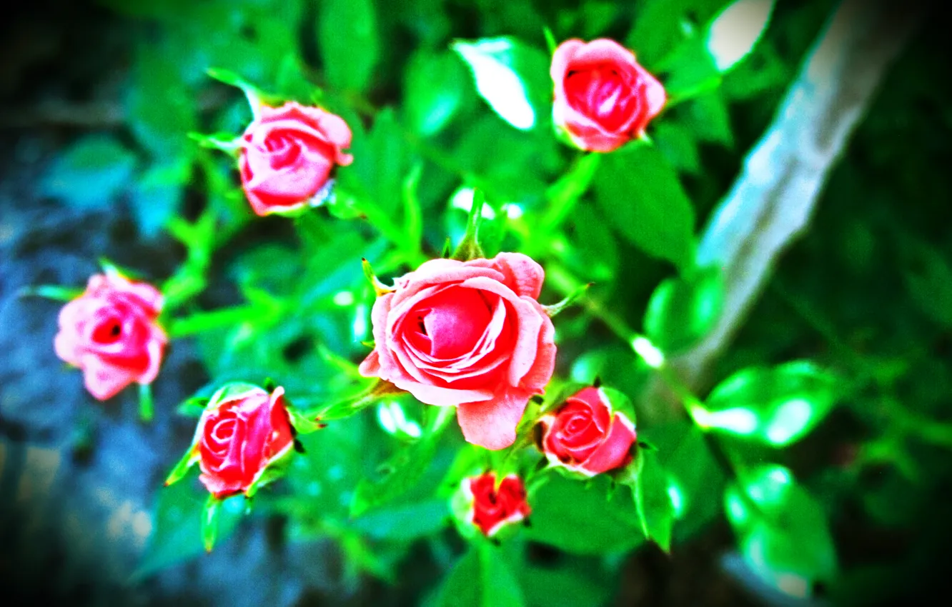 Фото обои цветок, роза, карликовая роза