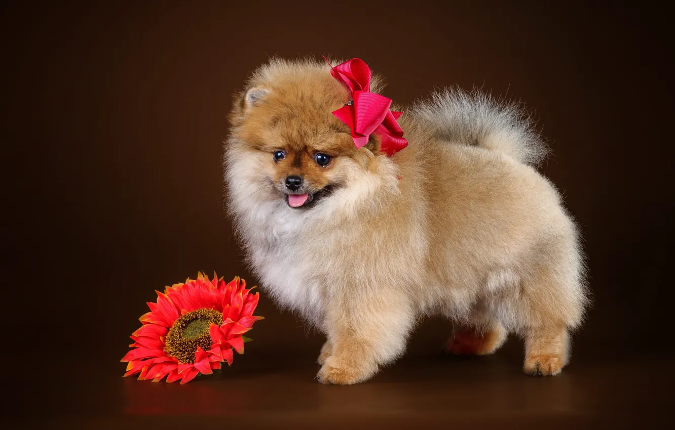 Фото обои цветок, щенок, бант, шпиц