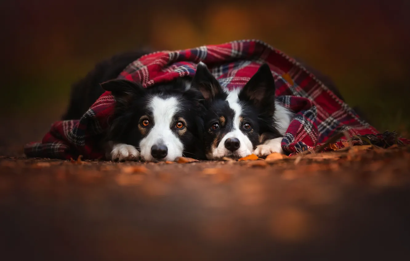 Фото обои осень, собаки, две, шарф, пара, друзья