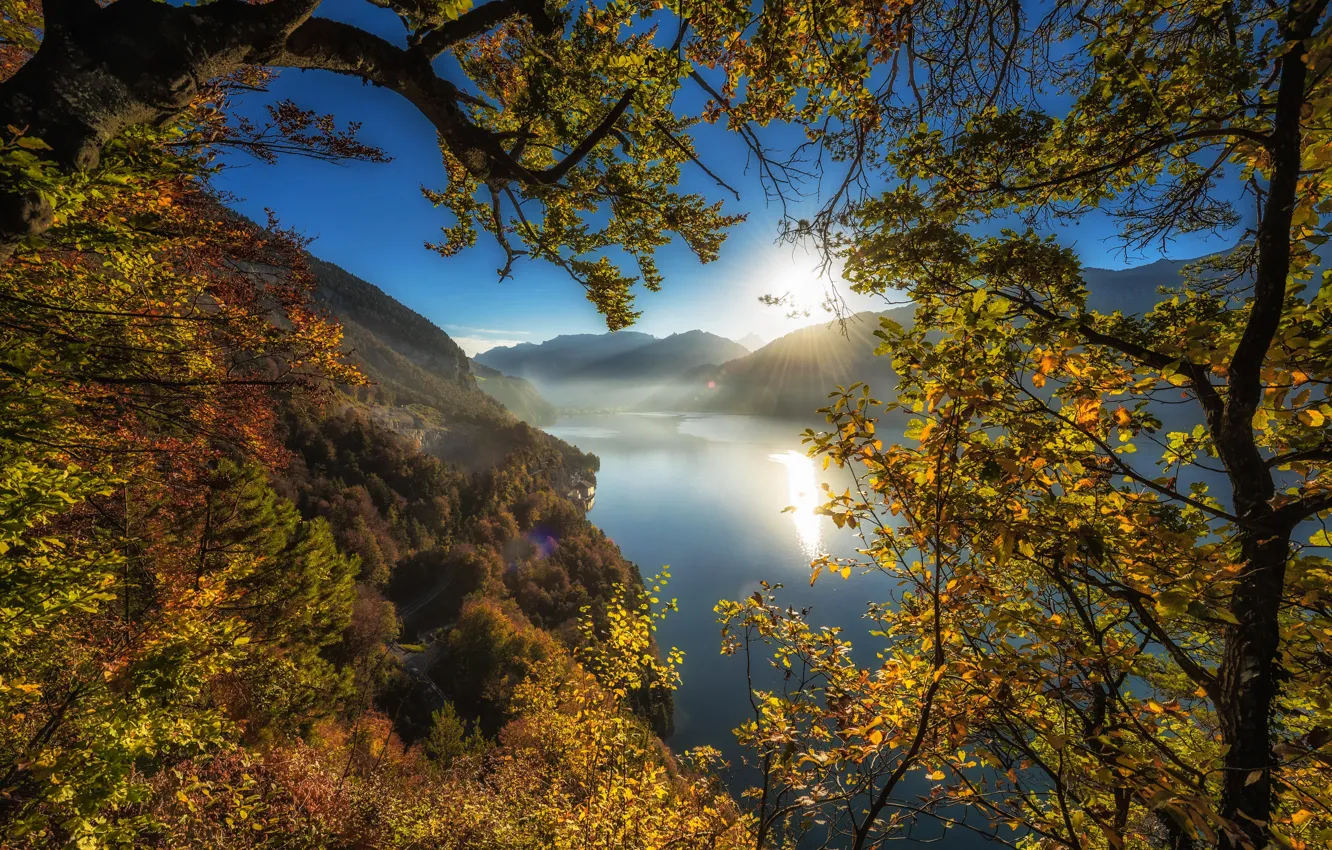 Фото обои осень, деревья, горы, ветки, озеро, Швейцария, Switzerland, Lake Thun