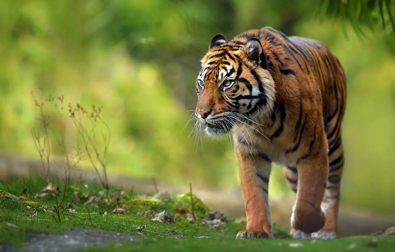 Фото обои взгляд, природа, тигр, прогулка