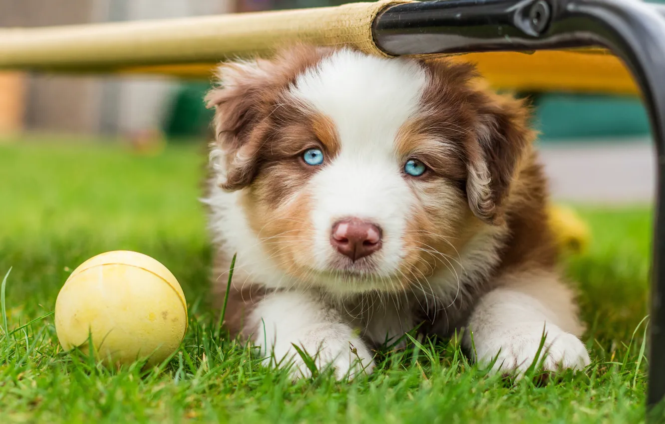 Фото обои трава, портрет, собака, труба, мордочка, щенок, лежит, мячик