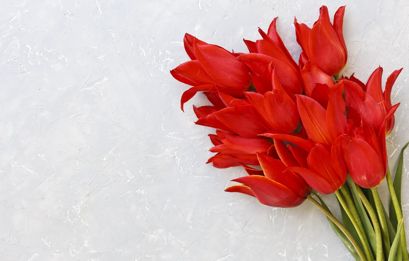 Фото обои цветы, букет, тюльпаны, красные, red, fresh, flowers, tulips