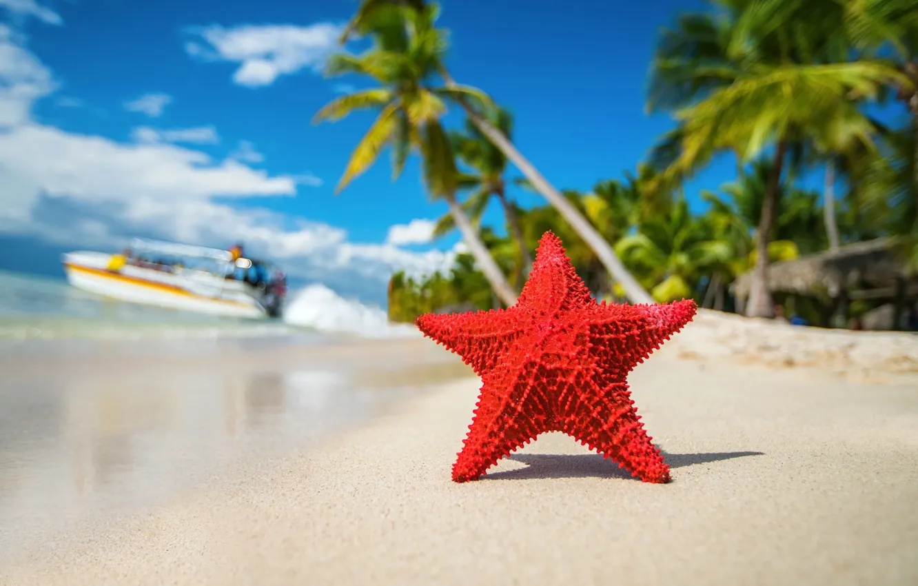 Фото обои тропики, пальмы, океан, берег, звезда, тень, катер, Valentin Valkov
