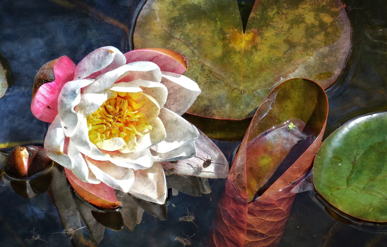 Фото обои цветок, листья, вода, водяная лилия, водомерки