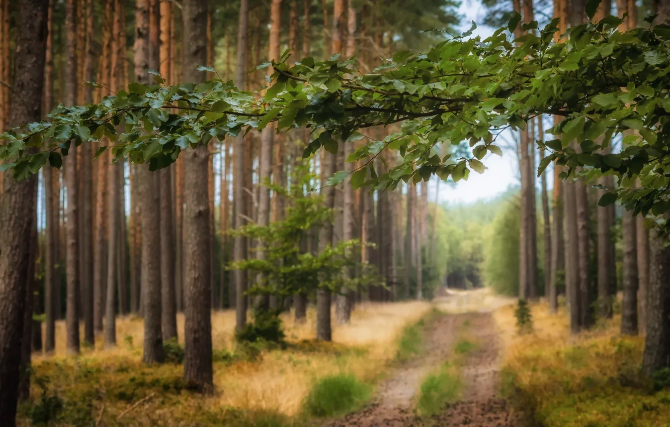 Фото обои дорога, осень, лес