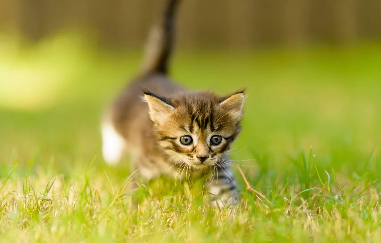 Фото обои кошка, лето, трава, взгляд, природа, поза, котенок, серый