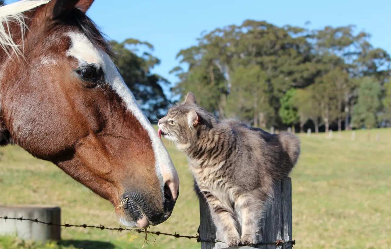 Фото обои кошка, кот, конь, лошадь, дружба, друзья